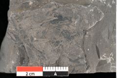 Foto (Detailansicht) von Camptopteris sp.  (NHMW-GEO-2024-0188-10508)